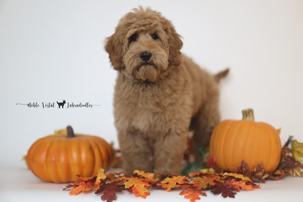 Red australian labradoodle with training available now!