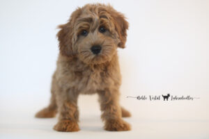 Red australian labradoodle puppy available now indiana